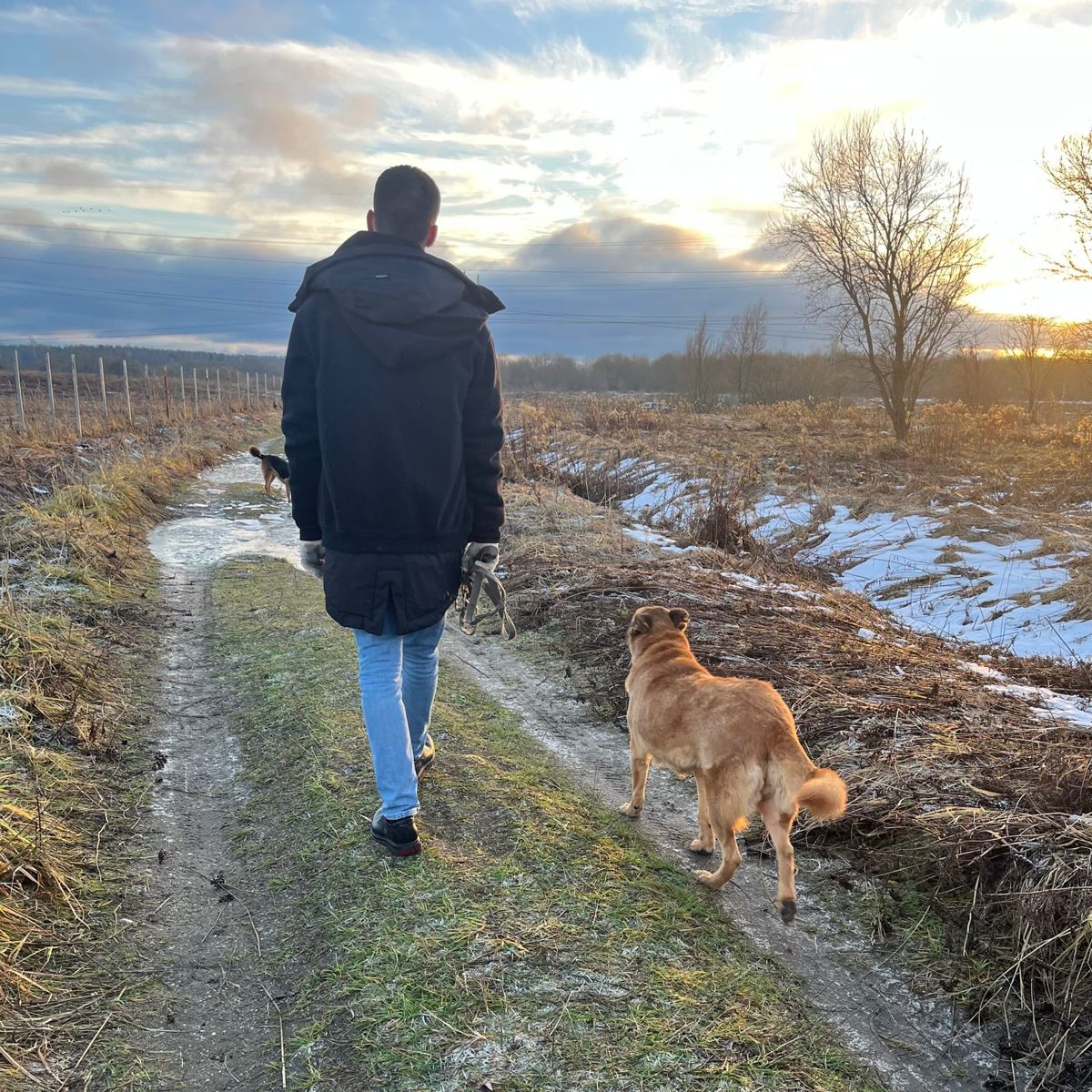 Walking shelter dogs along a country track at sunset